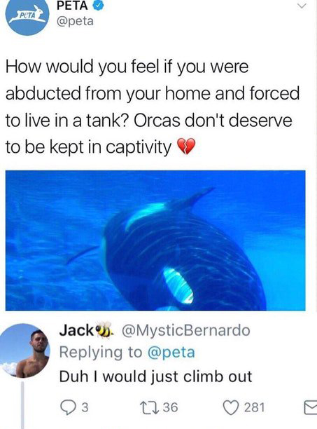 orca peta meme - Peta 0 How would you feel if you were abducted from your home and forced to live in a tank? Orcas don't deserve to be kept in captivity Jack. Duh I would just climb out 23 2236 281 E