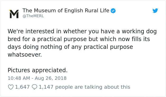 The Museum of English Rural Life We're interested in whether you have a working dog bred for a practical purpose but which now fills its days doing nothing of any practical purpose whatsoever. Pictures appreciated. 1,647 1,