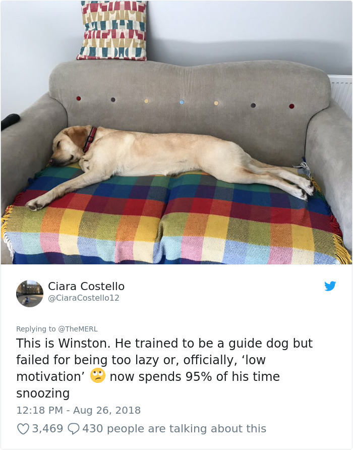 dog - Ciara Costello Costello12 This is Winston. He trained to be a guide dog but failed for being too lazy or, officially, 'low motivation' now spends 95% of his time snoozing 3,469
