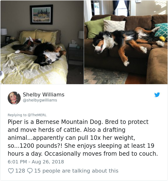 photo caption - Shelby Williams Piper is a Bernese Mountain Dog. Bred to protect and move herds of cattle. Also a drafting animal...apparently can pull 10x her weight, so...1200 pounds?! She enjoys sleeping at least 19 hours a day. Occasionally moves from