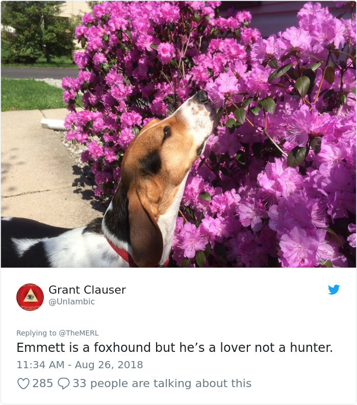 flower - Grant Clauser Emmett is a foxhound but he's a lover not a hunter. 285