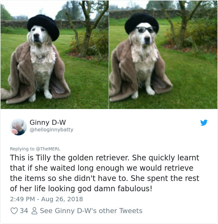 photo caption - Ginny DW This is Tilly the golden retriever. She quickly learnt that if she waited long enough we would retrieve the items so she didn't have to. She spent the rest of her life looking god damn fabulous! 34 8 See Ginny DW's other Tweets