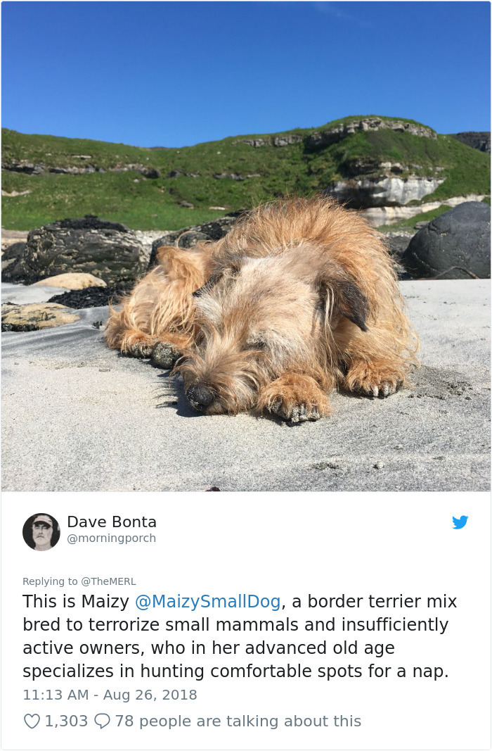 photo caption - Dave Bonta This is Maizy , a border terrier mix bred to terrorize small mammals and insufficiently active owners, who in her advanced old age specializes in hunting comfortable spots for a nap. 1,303