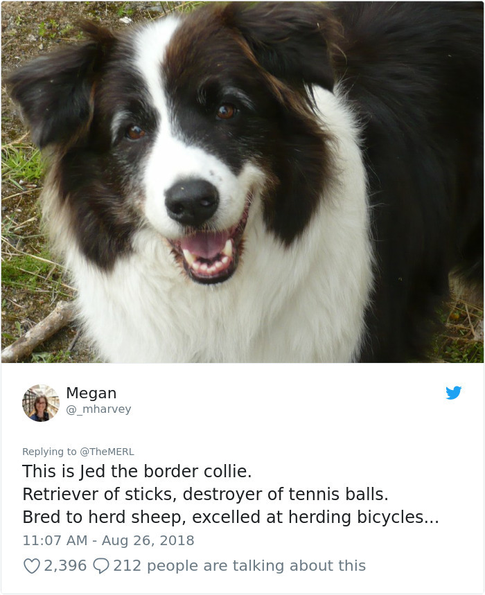 sheep border collie meme - Megan This is Jed the border collie. Retriever of sticks, destroyer of tennis balls. Bred to herd sheep, excelled at herding bicycles... 2,396 Q
