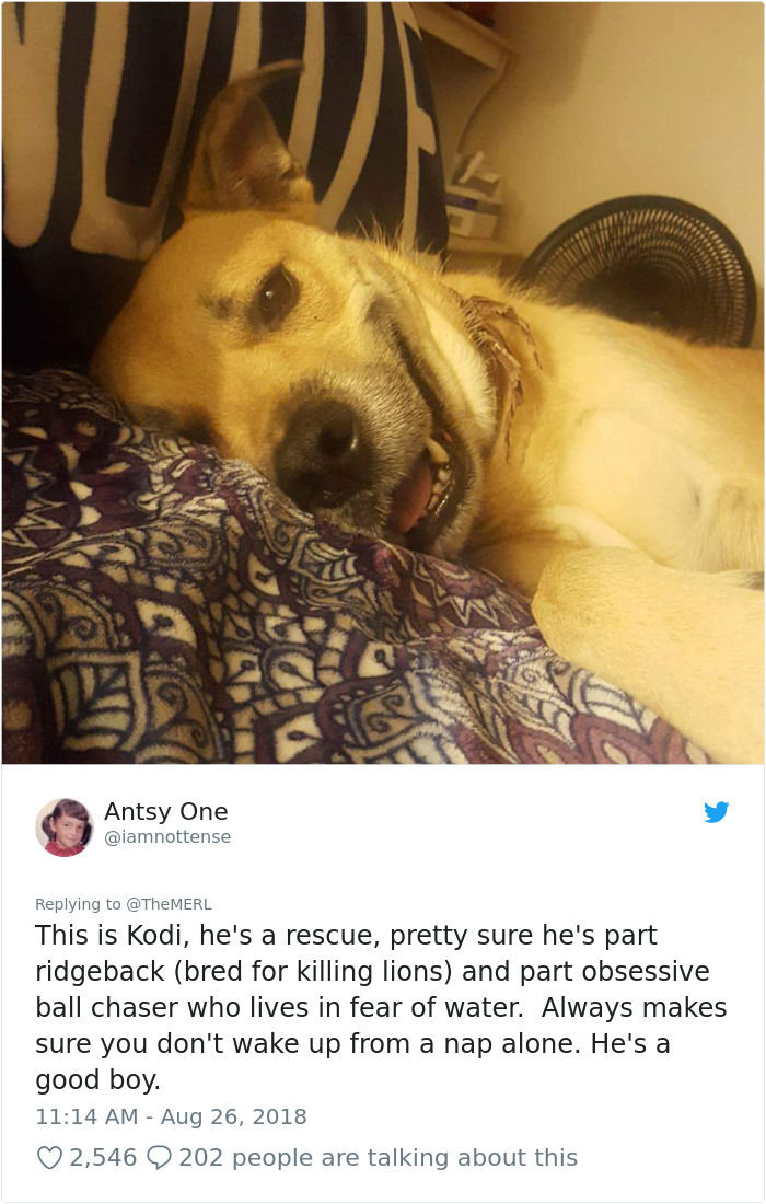 photo caption - Antsy One This is Kodi, he's a rescue, pretty sure he's part ridgeback bred for killing lions and part obsessive ball chaser who lives in fear of water. Always makes sure you don't wake up from a nap alone. He's a good boy. 2,546 9