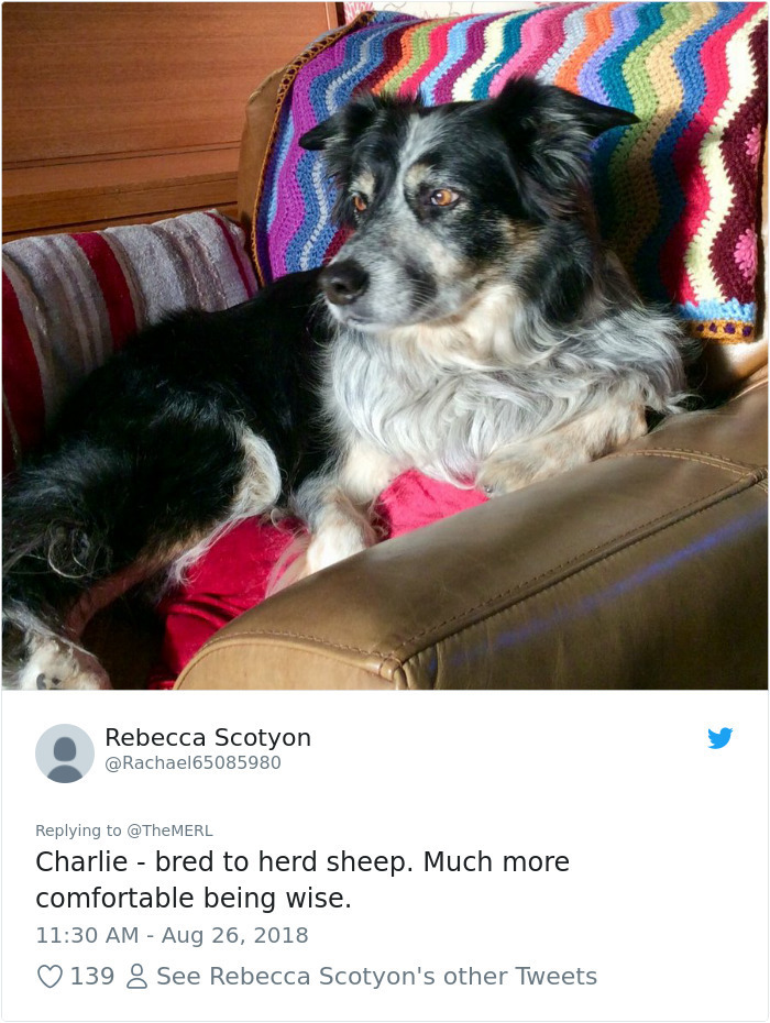 photo caption - Rebecca Scotyon Charlie bred to herd sheep. Much more comfortable being wise. 139 8 See Rebecca Scotyon's other Tweets