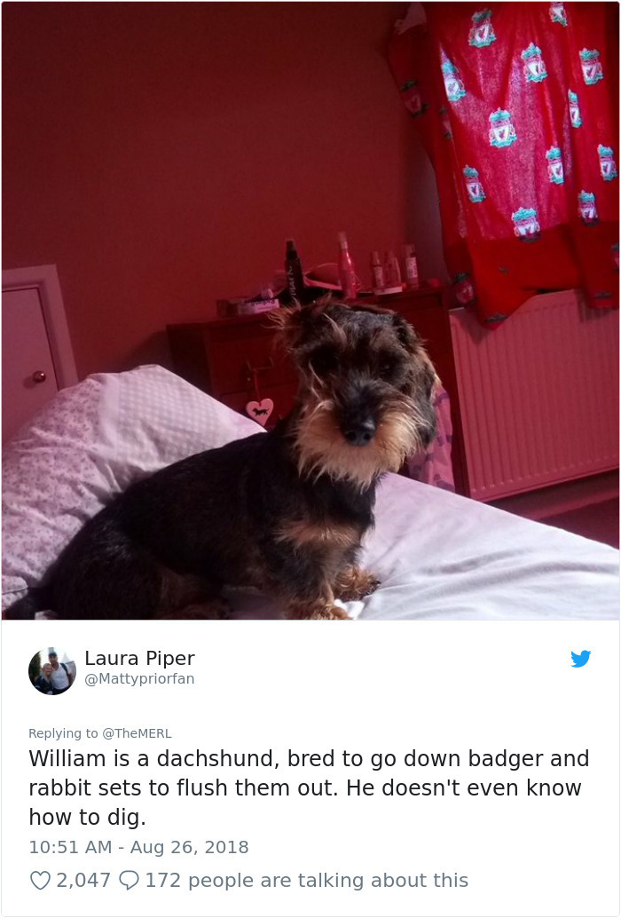 photo caption - Laura Piper William is a dachshund, bred to go down badger and rabbit sets to flush them out. He doesn't even know how to dig. 2,047 2