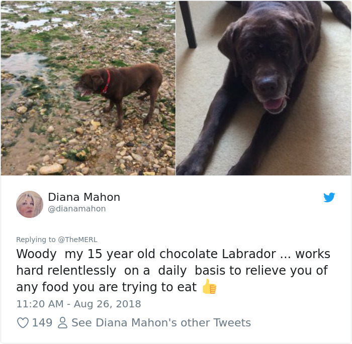 photo caption - Diana Mahon Woody my 15 year old chocolate Labrador ... works hard relentlessly on a daily basis to relieve you of any food you are trying to eat 149 8 See Diana Mahon's other Tweets