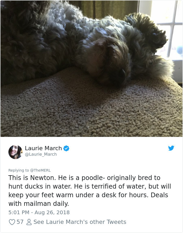 photo caption - 9 Laurie March This is Newton. He is a poodle originally bred to hunt ducks in water. He is terrified of water, but will keep your feet warm under a desk for hours. Deals with mailman daily. 57 8 See Laurie March's other Tweets
