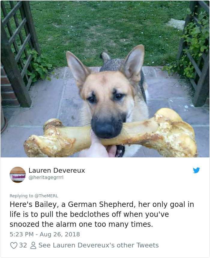 german shepherd dog - Lauren Devereux Here's Bailey, a German Shepherd, her only goal in life is to pull the bedclothes off when you've snoozed the alarm one too many times. 32 8 See Lauren Devereux's other Tweets
