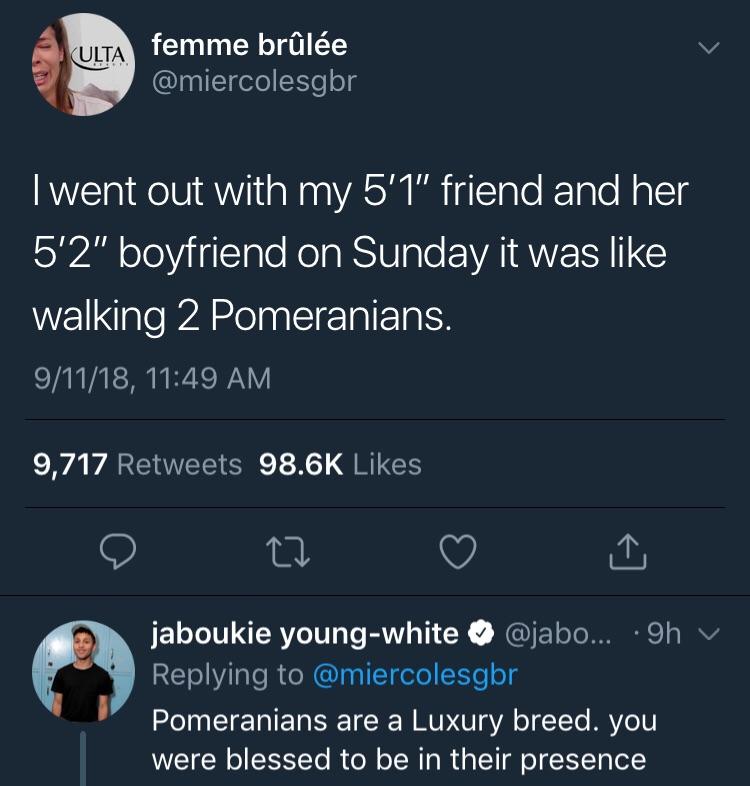 memes - screenshot - Ulta femme brle Twent out with my 5'1" friend and her 5'2" boyfriend on Sunday it was walking 2 Pomeranians. 91118, 9,717 jaboukie youngwhite ... .9h Pomeranians are a Luxury breed. you were blessed to be in their presence