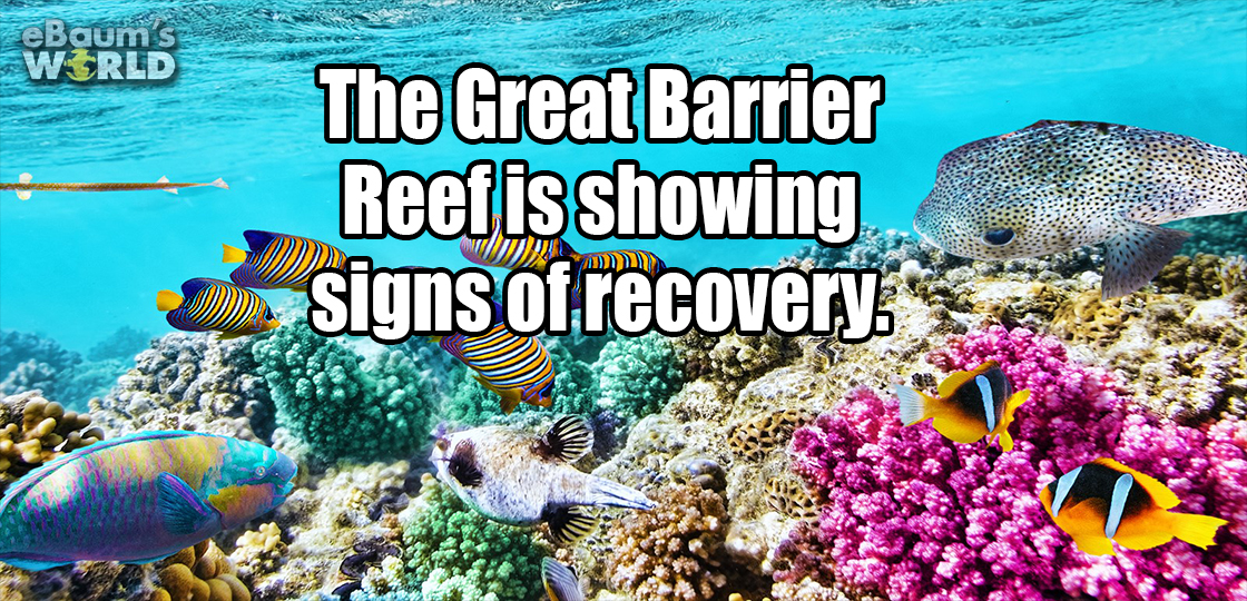 great barrier reef - eBaum's World The Great Barrier Reefis showing signs of recovery. Www