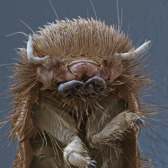 Carpet beetle. Probably somewhere in the corner of your room having a meal while you're looking at this post.