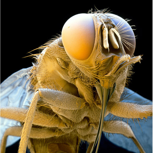 Tsetse fly. Will give you trypanosoma.