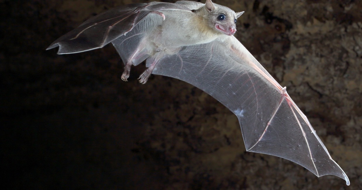 Researchers inputted the recordings of Egyptian Fruit Bat calls into a machine learning algorithm software system. They then analyzed corresponding video to see if they could match the calls to certain activities. They discovered the bat squeaks are not just random. They were able to classify 60 percent of the calls into four different categories.