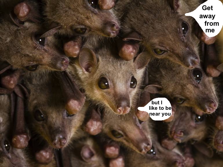 The fourth type of call happens when a bat argues with another bat who is sitting too close.