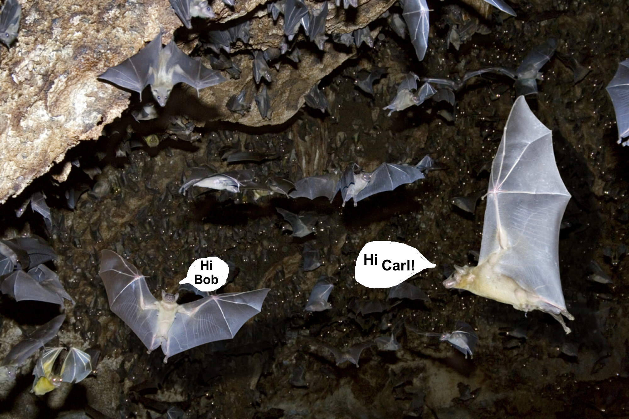 Not only that, the researchers discovered the bats make slightly different versions of the calls when speaking to different individuals within the group. Essentially, each bat in the colony has their own name. The researchers point out that besides humans, only dolphins and a few of other species are known to address specific individuals rather than just making broad communication sounds.