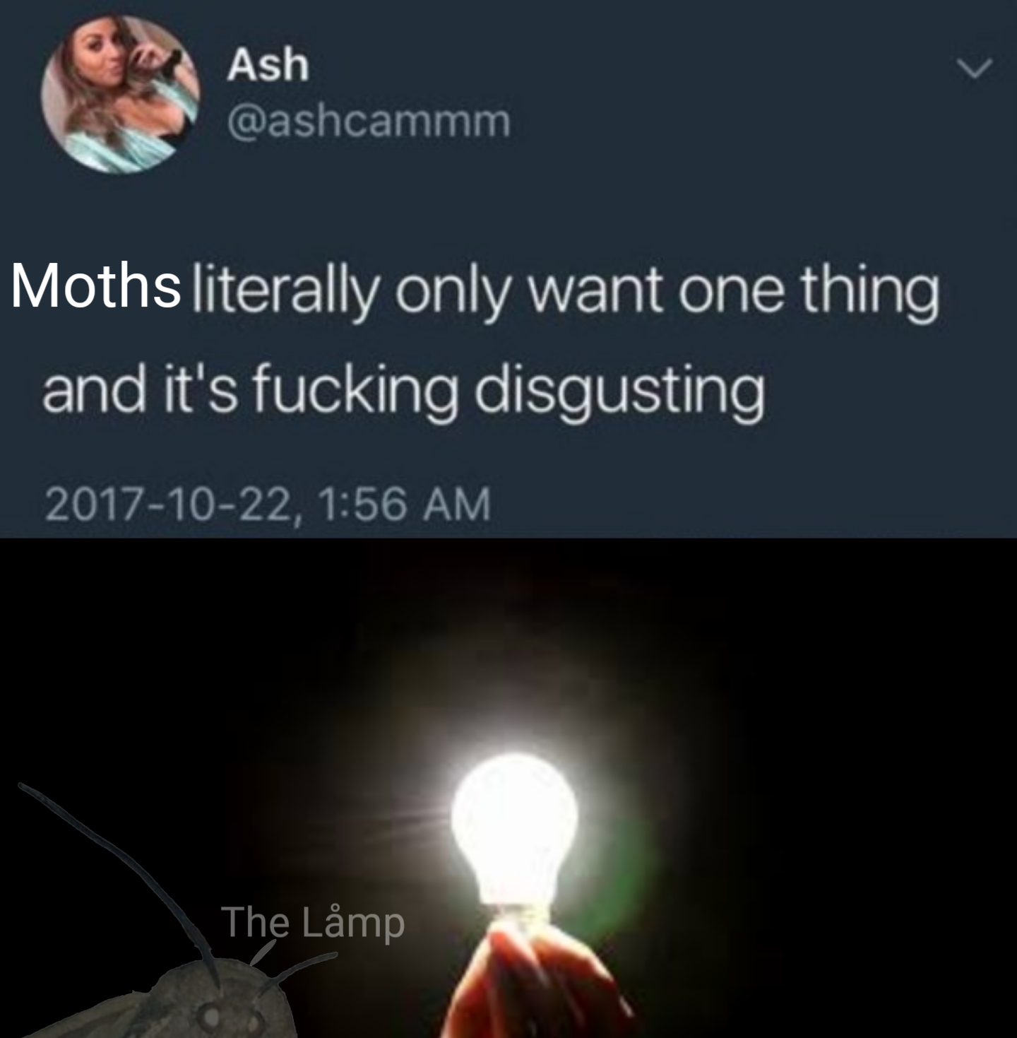 moth memes - Ash Moths literally only want one thing and it's fucking disgusting , The Lmp