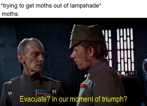 evacuate in our moment of triumph - trying to get moths out of lampshade moths Vo u Evacuate? In our moment of triumph?