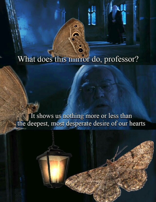 moth and lamp meme - What does this mirror do, professor? It shows us nothing more or less than the deepest, most desperate desire of our hearts