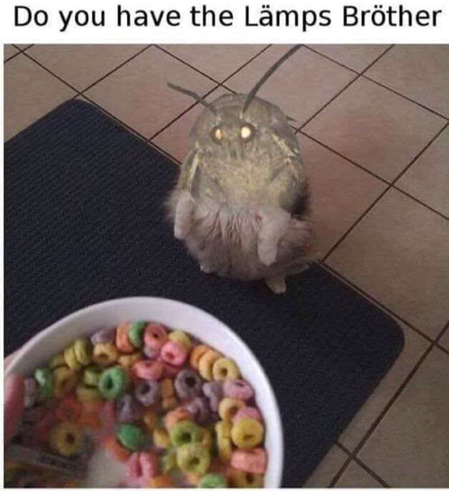 moth memes - Do you have the Lmps Brther