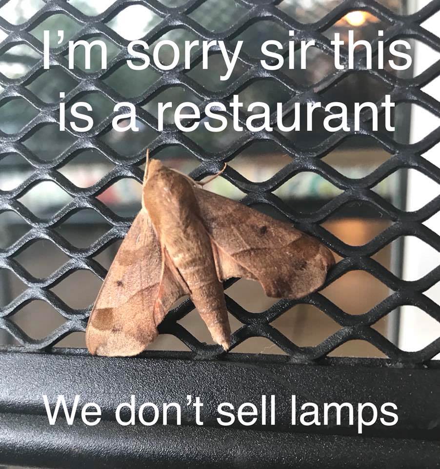 dump moth memes - Si'm sorry sir this is a restaurant We don't sell lamps