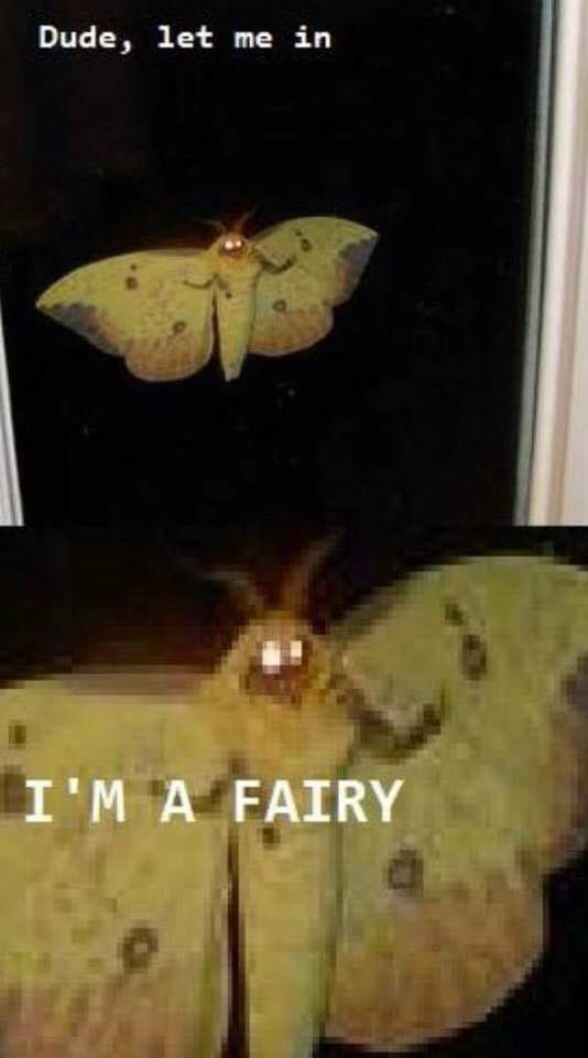 moth memes - Dude, let me in I'M A Fairy