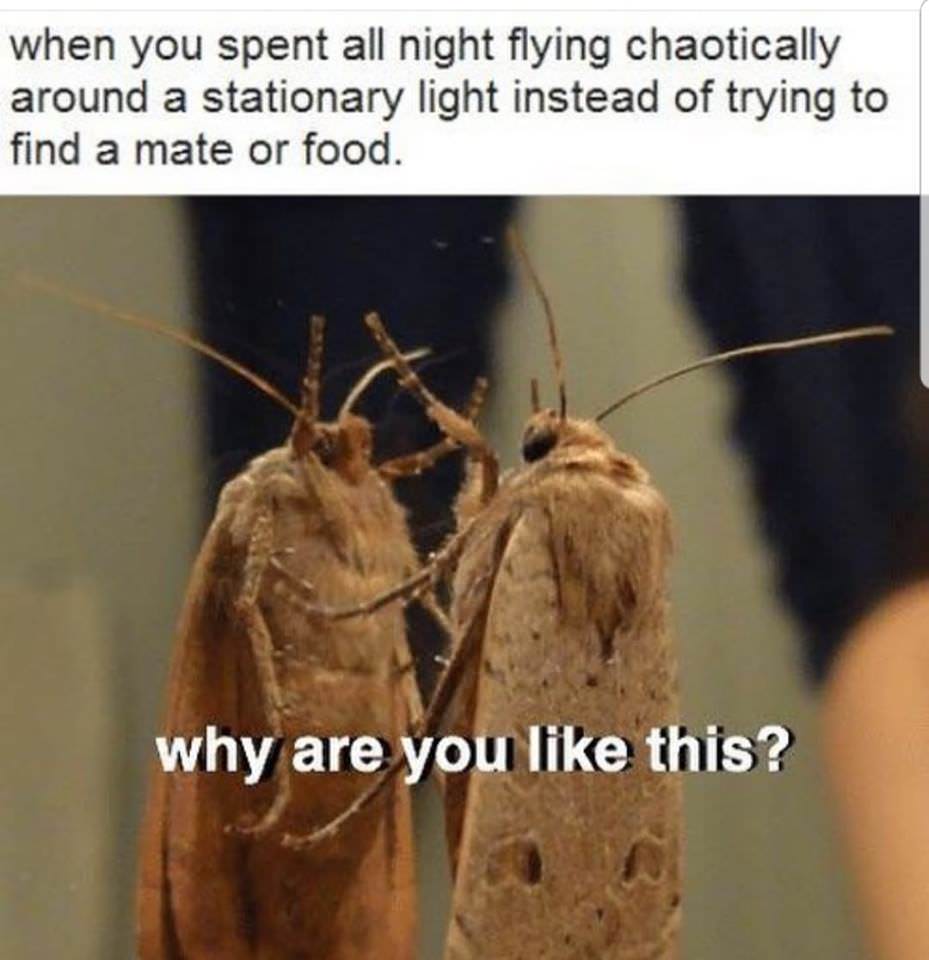 moth meme - when you spent all night flying chaotically around a stationary light instead of trying to find a mate or food. why are you this?