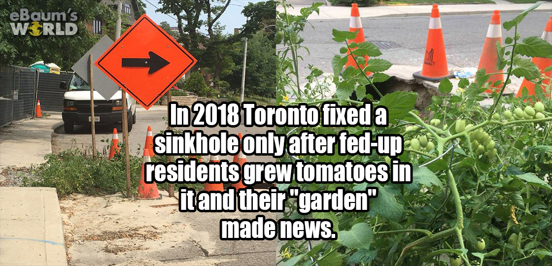 tomato sinkhole - eBaum's World In 2018 Toronto fixed a sinkhole only after ledup residents grew tomatoes in it and their "garden" made news.