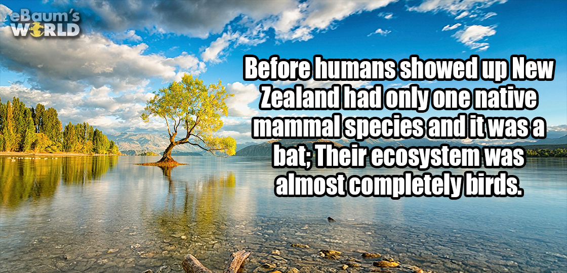 new zealand hd - Baum's Wrld Before humans showed up New Zealand had only one native mammal species and it was a bat;Their ecosystem was almost completely birds.