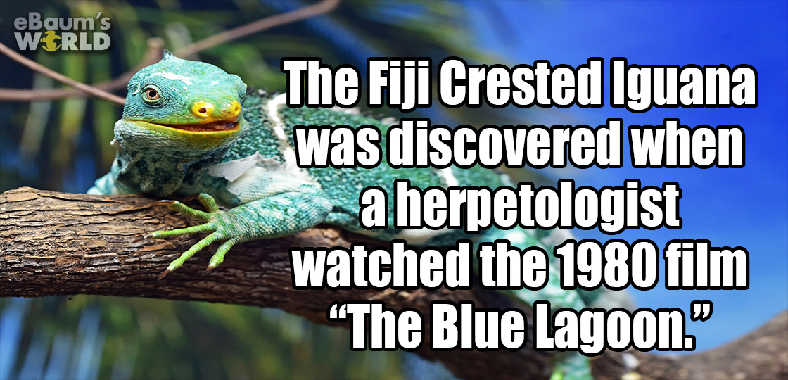 funny - eBaum's W Rld The Fiji Crested Iguana was discovered when a herpetologist watched the 1980 film "The Blue Lagoon."