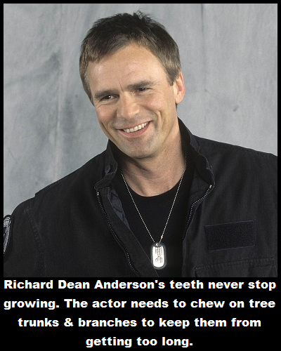 stargate richard dean anderson - Richard Dean Anderson's teeth never stop growing. The actor needs to chew on tree trunks & branches to keep them from getting too long.