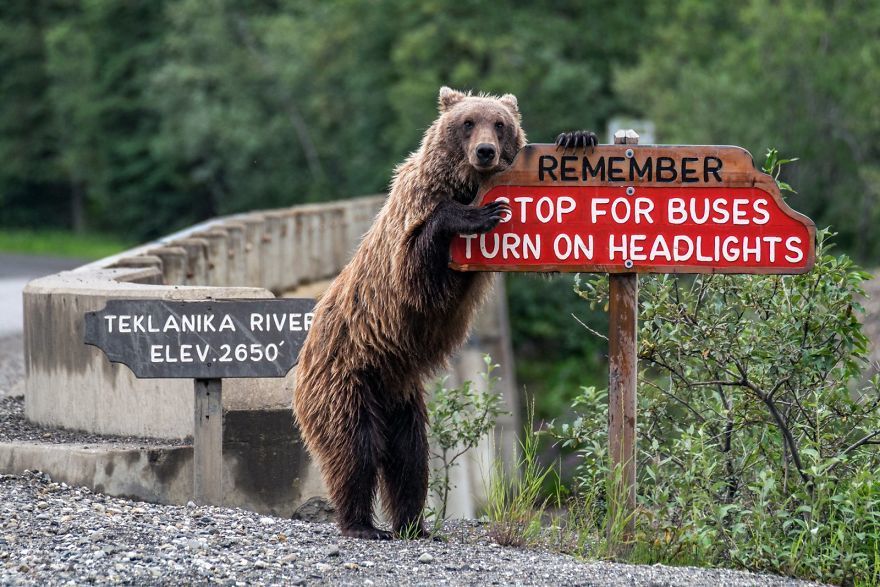 funniest wildlife photos 2018 - Remember Stop For Buses Turn On Headlights Teklanika River Elev.2650
