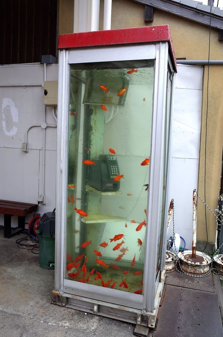 goldfish phone booth