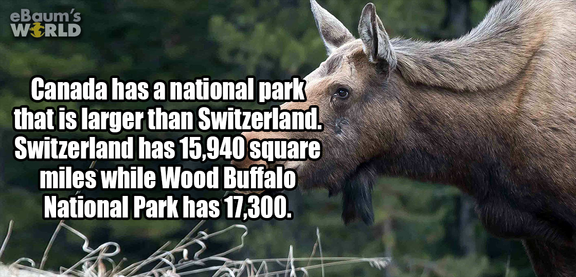 wildlife - eBaum's World Canada has a national park that is larger than Switzerland. Switzerland has 15,940 square miles while Wood Buffalo National Park has 17,300.