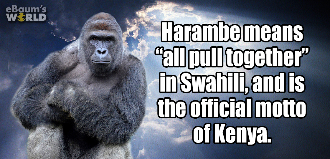rip harambe - eBaum's World Harambe means all pull together" in Swahili, and is the official motto of Kenya.