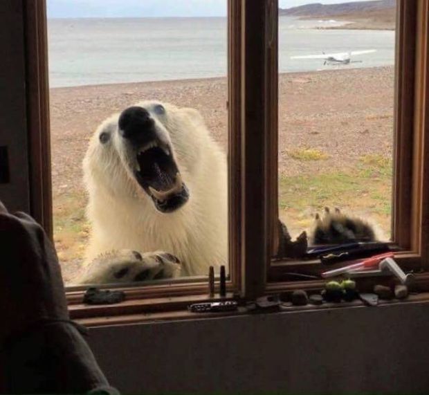 polar bear in window
