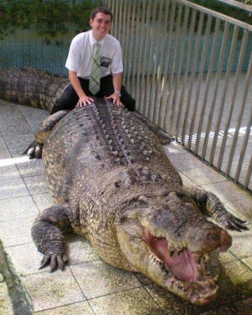 darwin award swamp people biggest alligator