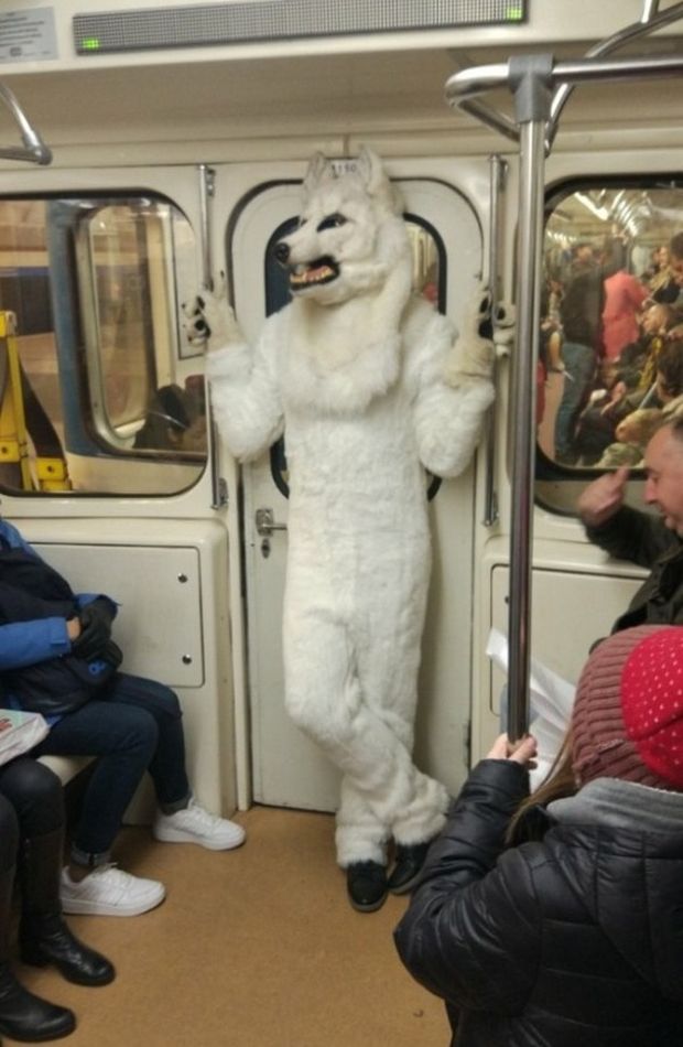 White furry on train