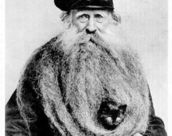 cat in beard