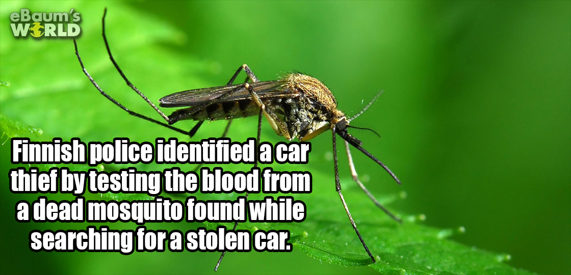 mosquito - eBaum's W Orld Finnish police identified a car thief by testing the blood from a dead mosquito found while searching for a stolen car.