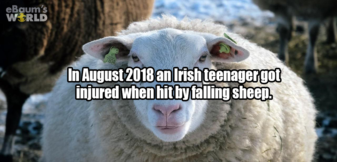 sheep with human eyes - eBaum's Wrld In an Irish teenagergot injured when hit by falling sheep.