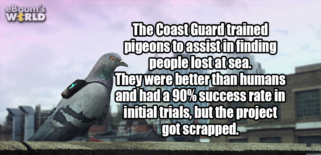 photo caption - eBaum's World The Coast Guard trained pigeons to assist in finding people lost at sea. They were better than humans and had a 90% success rate in initial trials, but the project got scrapped.