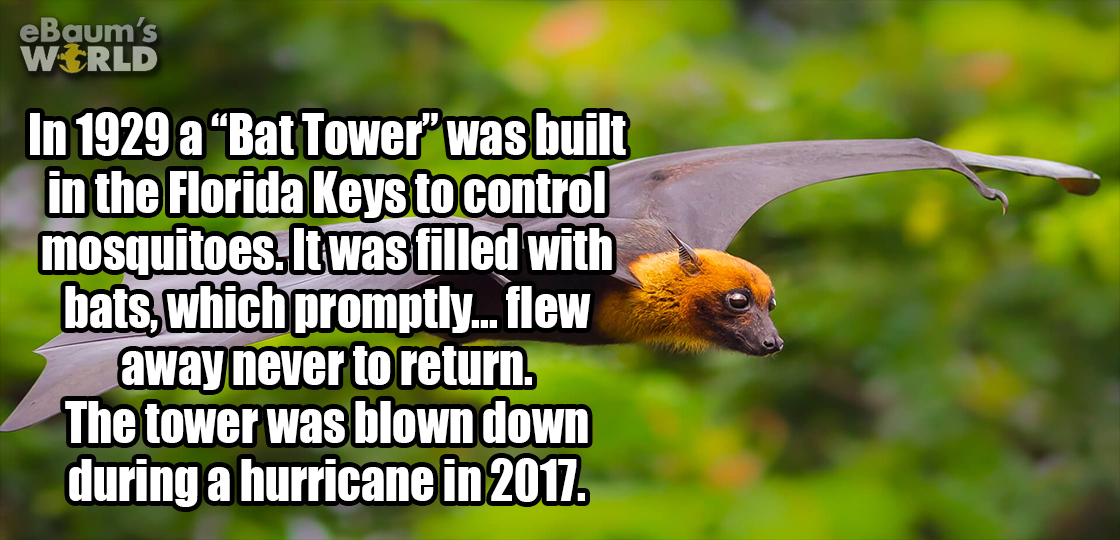 photo caption - eBaum's World In 1929 a Bat Tower" was built in the Florida Keys to control mosquitoes. It was filled with bats, which promptly... flew away never to return. The tower was blown down during a hurricane in 2017.