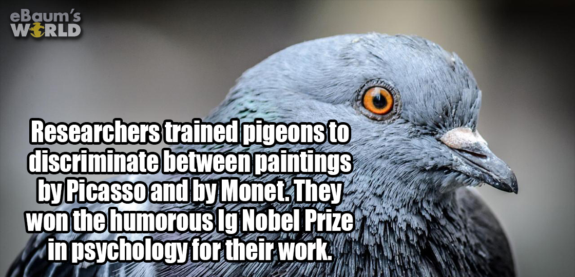 beak - eBaum's World Researchers trained pigeons to discriminate between paintings by Picasso and by Monet.They won the humorous Ig Nobel Prize in psychology for their work.