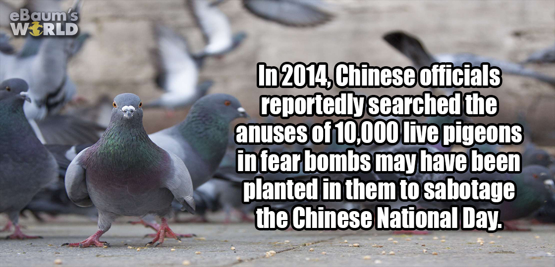 animal dance - eBaum's World In 2014, Chinese officials . reportedly searched the anuses of 10,000 live pigeons in fear bombs may have been planted in them to sabotage the Chinese National Day.