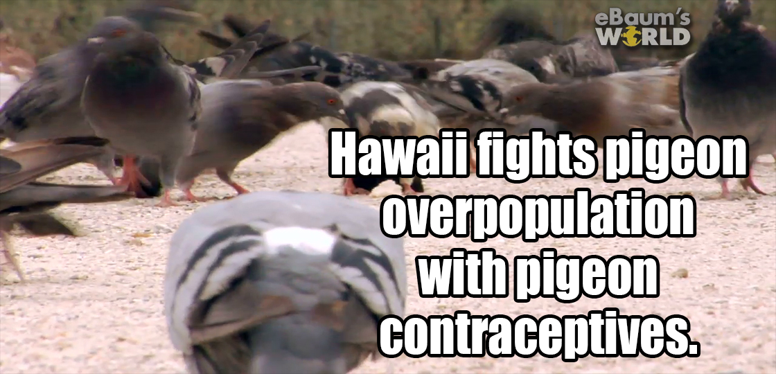 photo caption - eBaum's World Hawaii fights pigeon overpopulation with pigeon contraceptives.