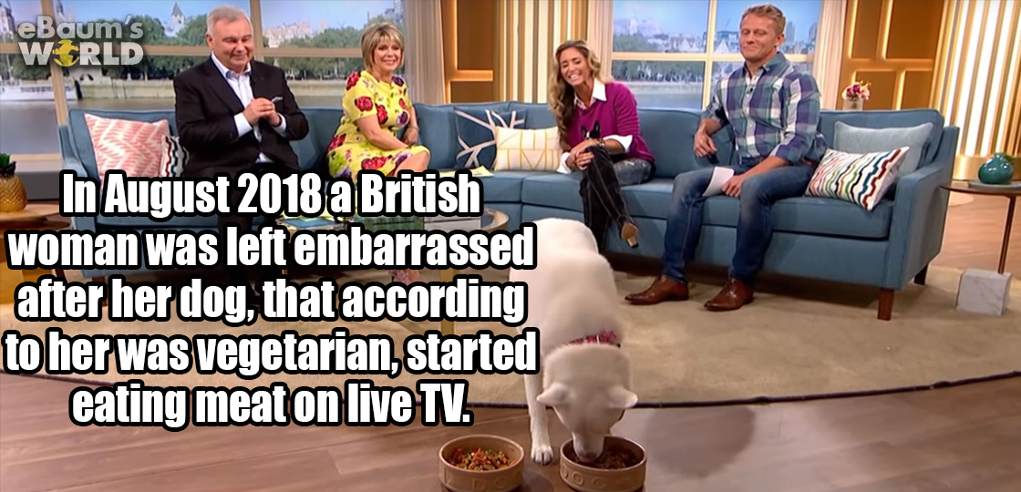 photo caption - eBaums In a British woman was left embarrassed after her dog, that according to her was vegetarian, started eating meat on live Tv.