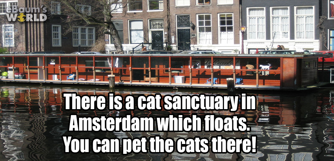 wielerbond vlaanderen - TeBaums Wrld There is a cat sanctuary in Amsterdam which floats. You can pet the cats there!