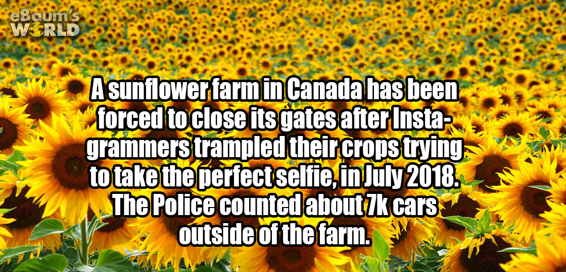 cat - eBaum's Swr A sunflower farm in Canada has been forced to close its gates after Insta grammers trampled their crops trying to take the perfect selfie, in . The Police counted about 7k cars outside of the farm. V